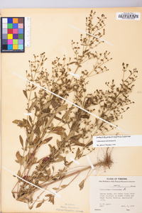 Trichostema dichotomum image