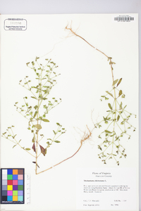 Trichostema dichotomum image