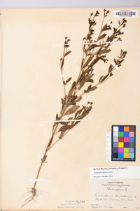 Trichostema dichotomum image