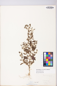 Trichostema dichotomum image