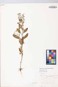 Trichostema dichotomum image