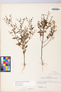 Trichostema dichotomum image