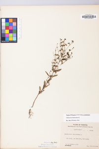 Trichostema dichotomum image