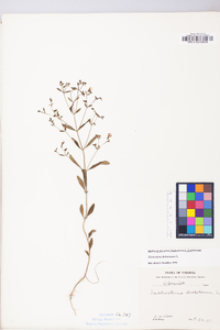 Trichostema dichotomum image