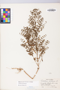 Trichostema dichotomum image