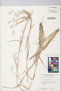 Andropogon ternarius image