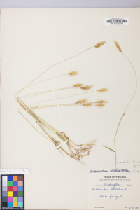 Anthoxanthum aristatum image