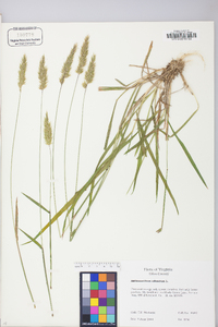 Anthoxanthum odoratum image