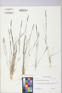 Aristida dichotoma image