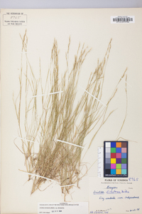 Aristida dichotoma image