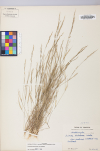 Aristida dichotoma image