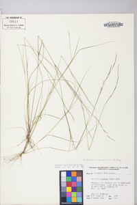 Aristida dichotoma image