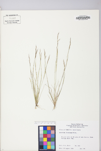 Aristida dichotoma image