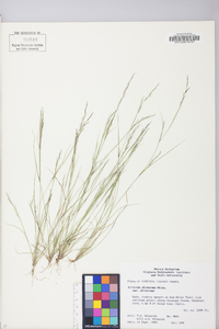 Aristida dichotoma image