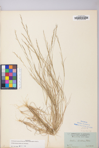 Aristida dichotoma image