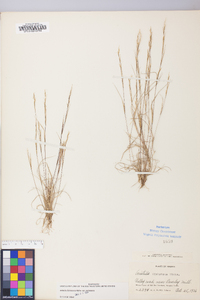 Aristida dichotoma image