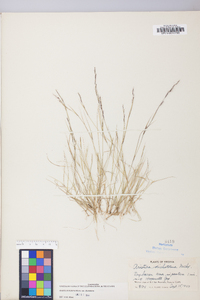 Aristida dichotoma image