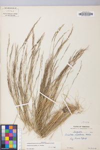 Aristida dichotoma image