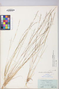 Aristida dichotoma image