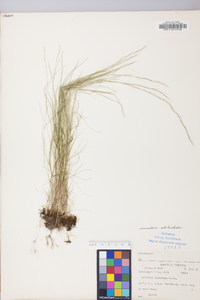 Aristida dichotoma image