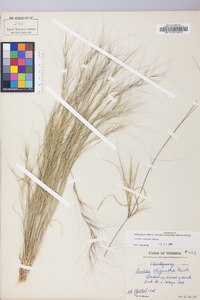 Aristida oligantha image