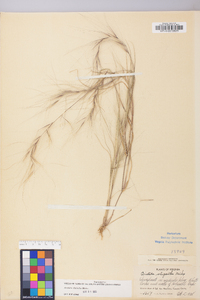 Aristida oligantha image