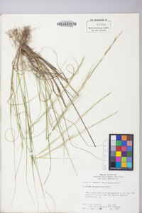 Aristida purpurascens image