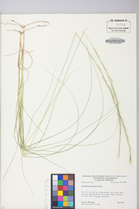 Aristida purpurascens image