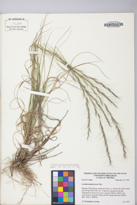 Aristida purpurascens image