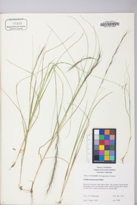 Aristida purpurascens image