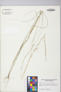 Aristida purpurascens image