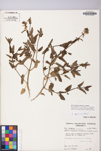 Stachys floridana image