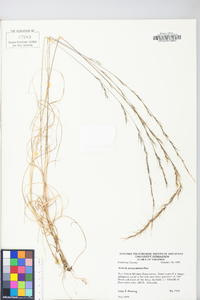 Aristida purpurascens image