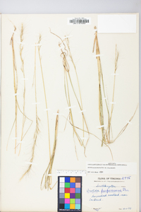 Aristida purpurascens image