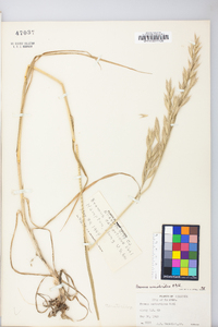 Bromus catharticus image