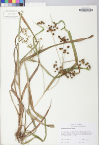 Scirpus atrovirens var. georgianus image