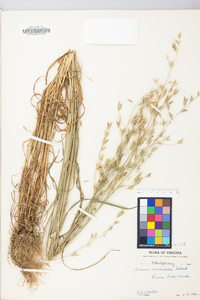 Bromus commutatus image