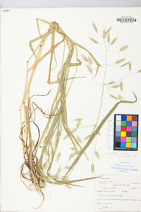 Bromus commutatus image