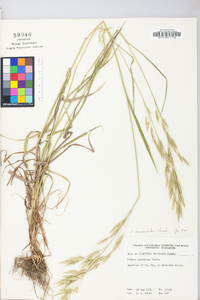 Bromus commutatus image