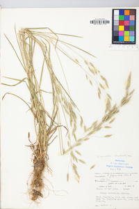 Bromus commutatus image