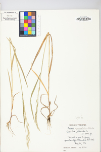 Bromus commutatus image