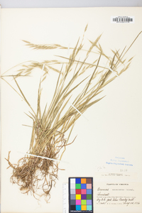 Bromus commutatus image