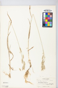 Bromus commutatus image