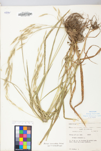 Bromus commutatus image