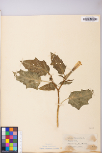 Datura stramonium image