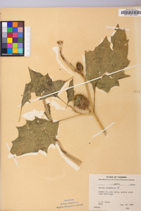 Datura stramonium image