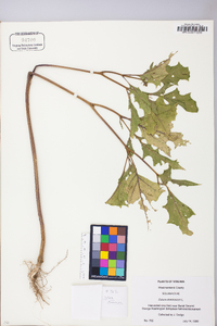 Datura stramonium image