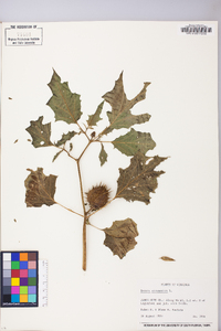 Datura stramonium image