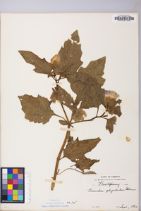 Nicandra physaloides image