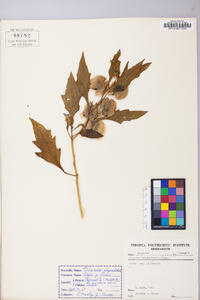 Nicandra physalodes image